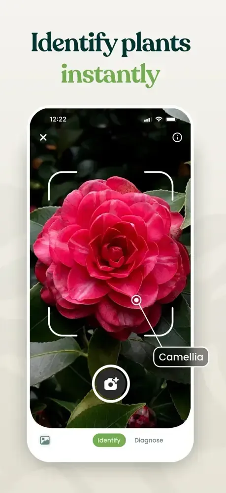 Application d'identification de plantes : un camélia reconnu à partir d'une photo